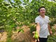 Chanh dây bén rễ trên vùng đất khó Nam Khánh Hòa