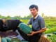 Thương lái thu mua dưa hấu tận ruộng, nông dân phấn khởi 