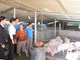 Heo giống xoay vòng - trao sinh kế, lan tỏa yêu thương