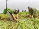 Giữa mưa lũ, Công an Thanh Hóa xuống đồng gặt lúa giúp dân