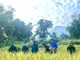 Tuổi trẻ tiếp sức giúp dân trong mùa thu hoạch lúa